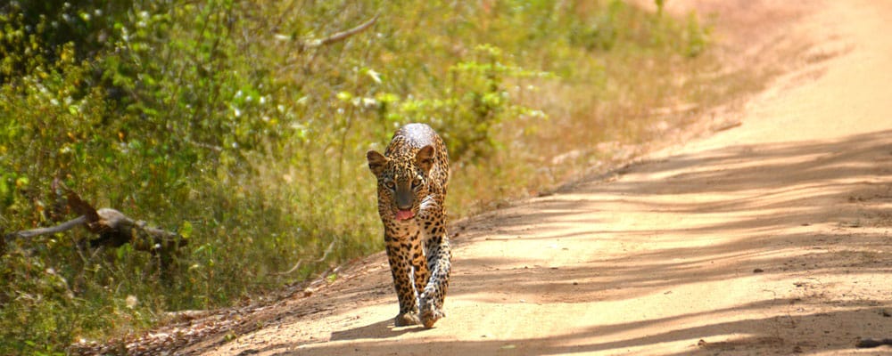 ruta por Sri Lanka leopardo en Yala National Park