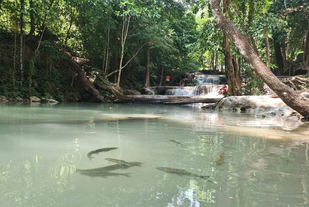 peces en las cascadas de Erawan