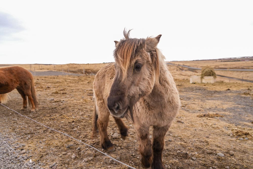 caballo de islandia