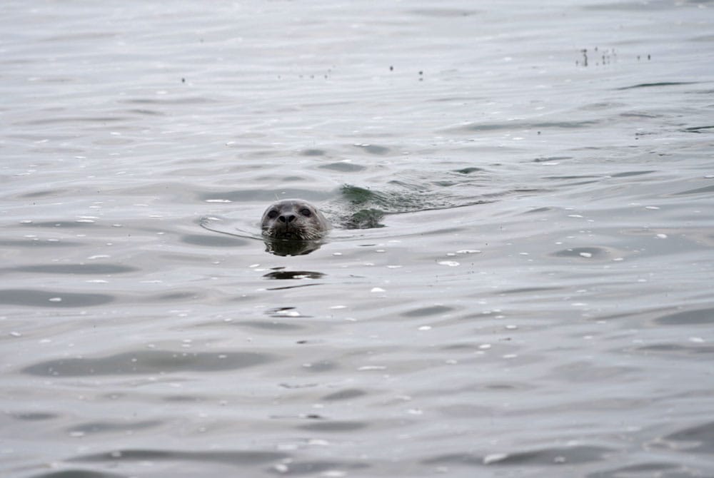 foca nadando en la peninsula de snaefelssnes