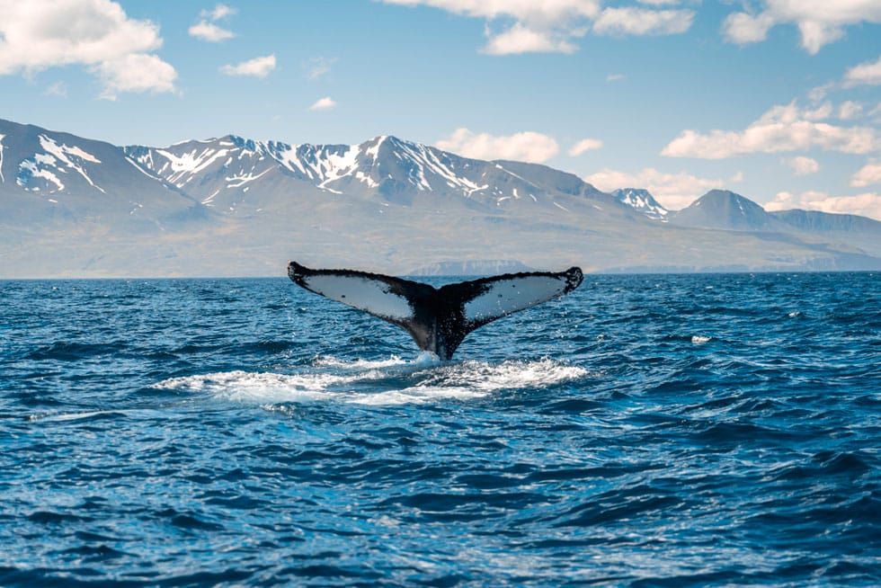 tour ballenas norte de islandia