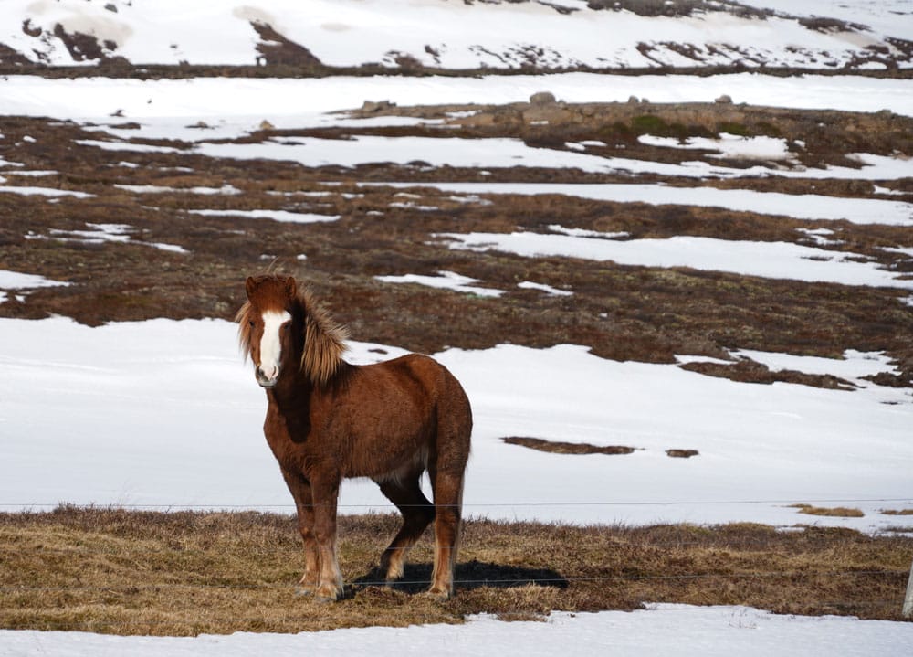 caballo en los fiordos del este de islandia