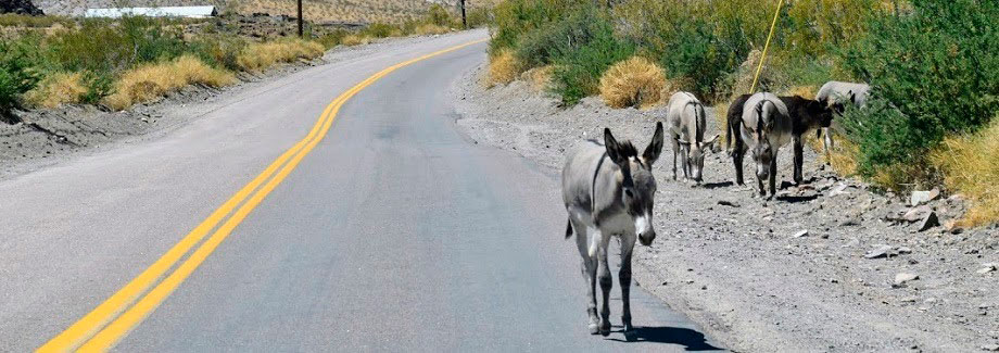 burros de oatman