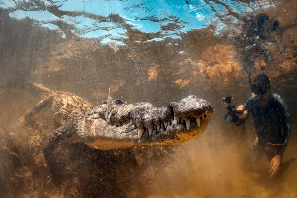Crocodile at Banco Chinchorro in Mexico