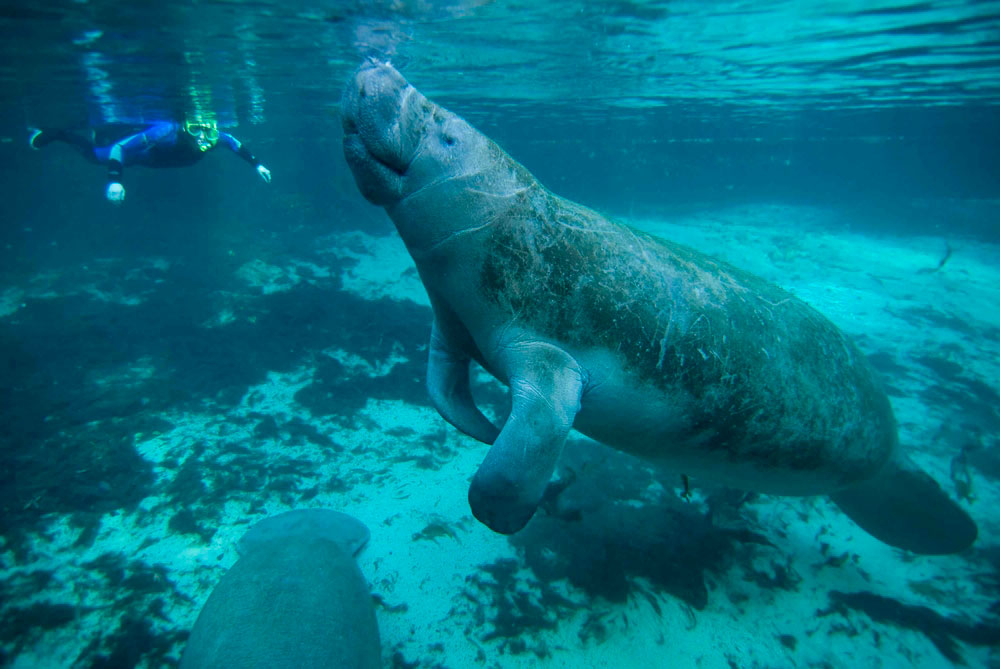 manatee in Xcalak in Mexico