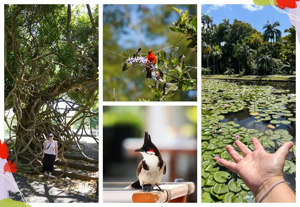 jardín botanico Pamplemousses