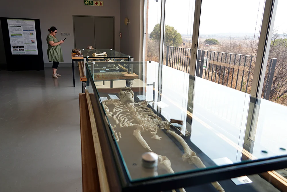 Exposición Cuevas Sterkfontein La Cuna de la Humanidad Sudáfrica