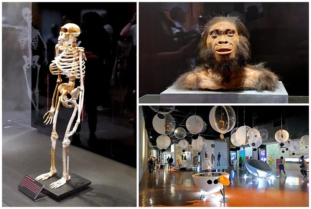 Museo Maropeng Cradle of Humankind